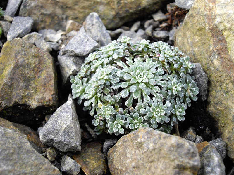 Saxifraga cochlearis 'Minor'